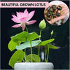 Bonsai Lotus Flower Seeds